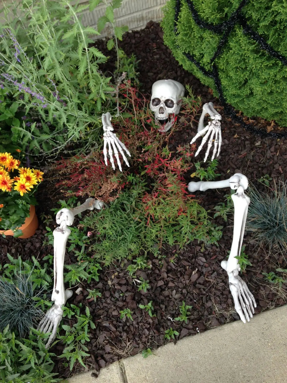 Skeleton stakes arranged in garden bed—skull and two hands