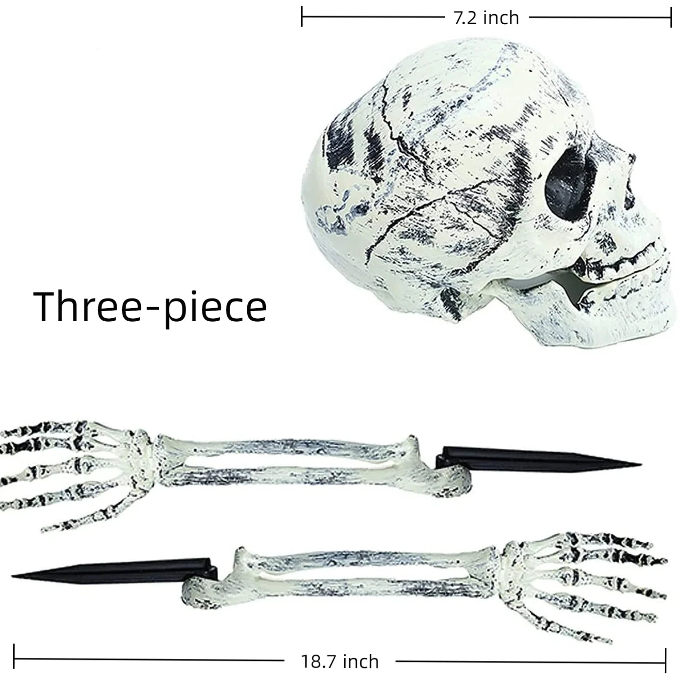 Size diagram—7.2 in skull, 18.7 in arm stakes
